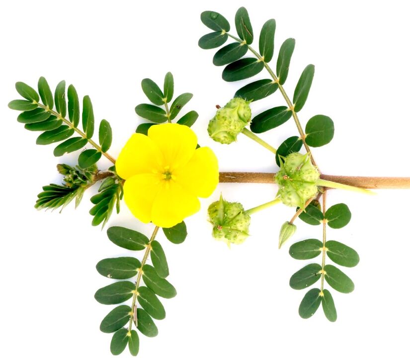 Feronex contiene estratto di Tribulus terrestris